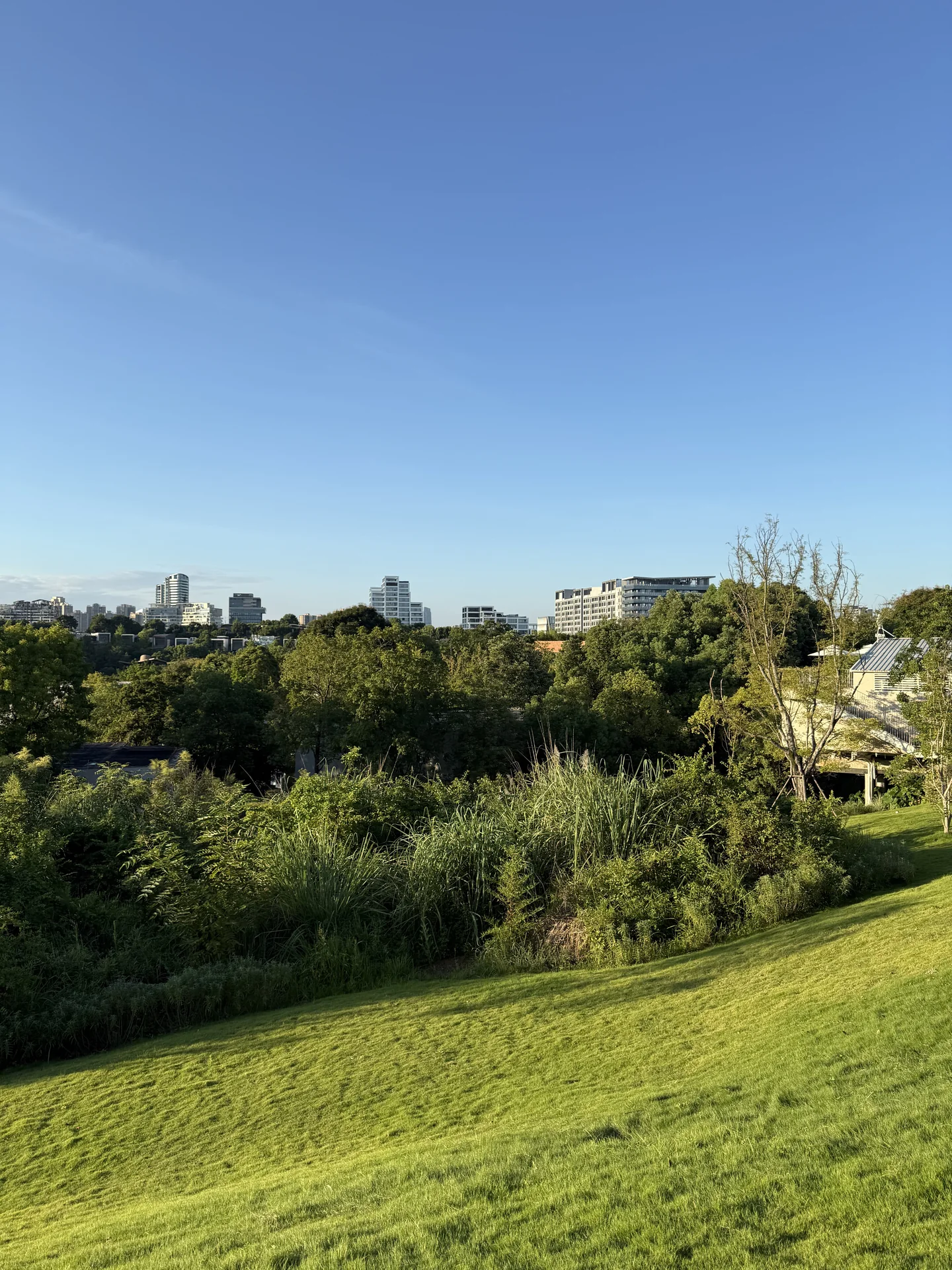 A sunlit lawn and trees overlooking the buildings of Luxelakes CPI.