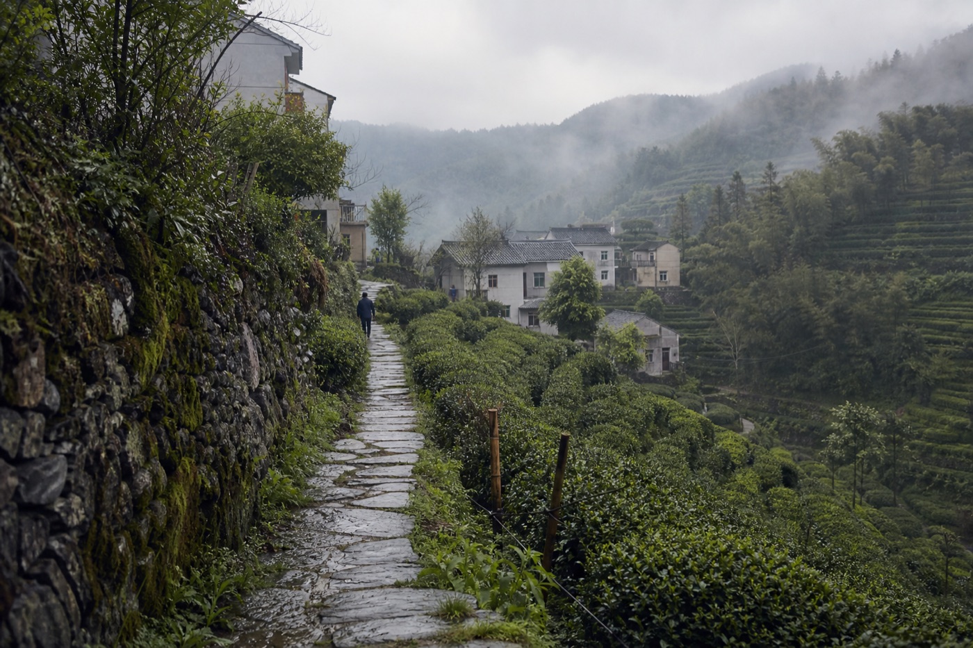 A wet stone path through tea hills near Hangzhou
